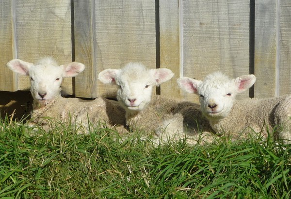 New lambs at Aucklandecofarm